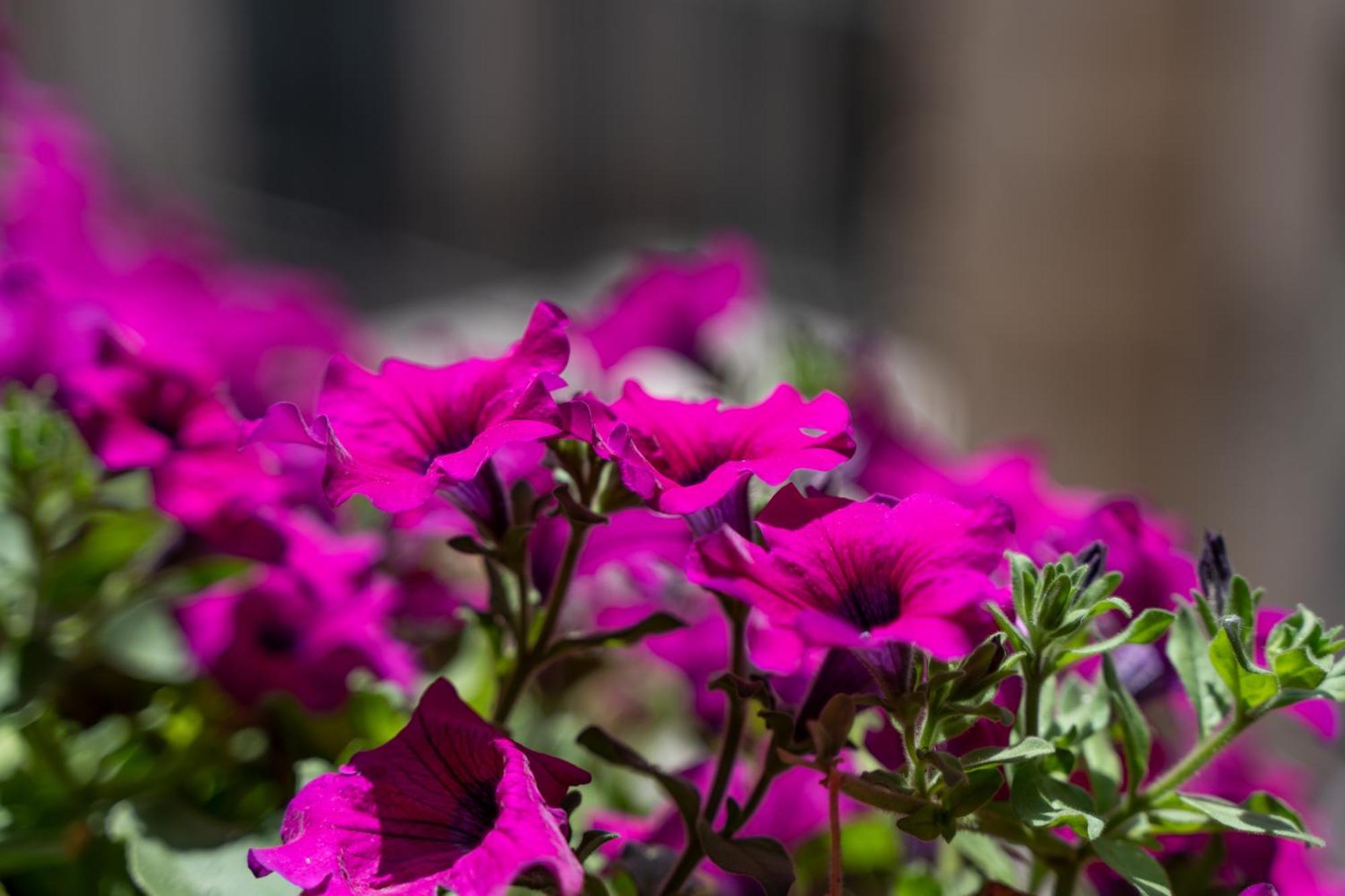 La Duca Suites & Apartments Palermo Zewnętrze zdjęcie